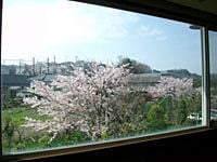 2階の窓から見える桜
